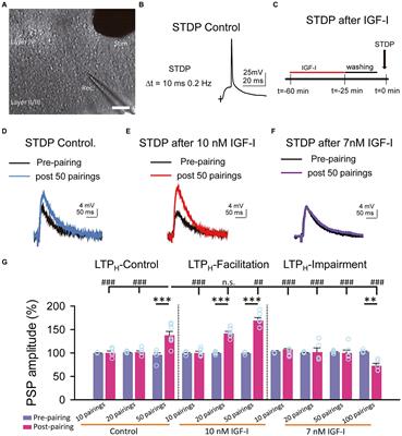 Bidirectional modulation of synaptic transmission by insulin-like growth factor-I